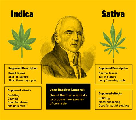 Cannabis Sativa Vs Indica: Is There a Difference? | Article | Analytical Cannabis