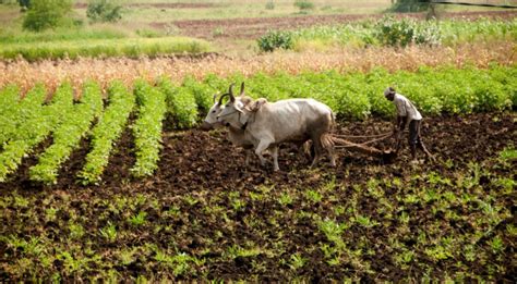 Cattle farming: The Indian dairy and beef industries - The Vegan Review