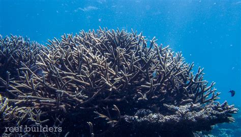 Breathtaking views of coral reefs at Kwajalein Atoll, Marshall Islands | Reef Builders | The ...