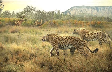 Giant Cheetahs (Acinonyx pardinensis) patrolling their territory. Art by Velizar Simeonovski ...