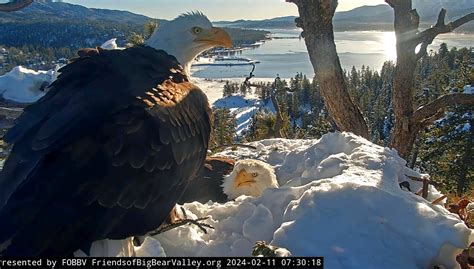 Big Bear bald eagle chicks could hatch soon