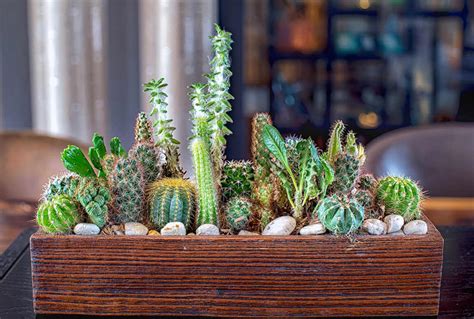 Growing & Caring - Indoor Succulents | Kellogg Garden Organics™