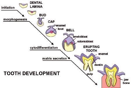 Teeth Names in Human Mouth (Types, Function, Dental treatments, Etc)