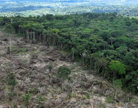 Amazon rainforest: Deforestation rate continues to fall - Naturenews.africa