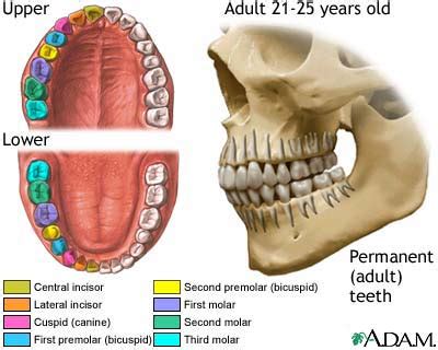 Development of permanent teeth: MedlinePlus Medical Encyclopedia Image