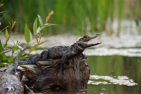 Caiman - Facts and Beyond | Biology Dictionary