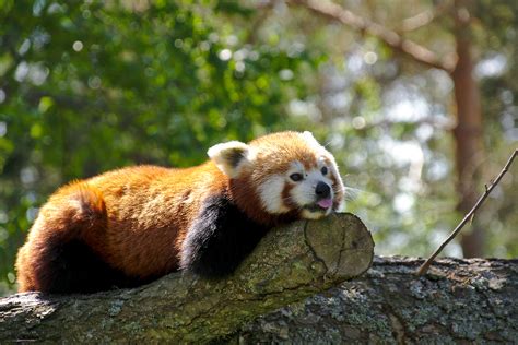 Lazy panda by perost on deviantART