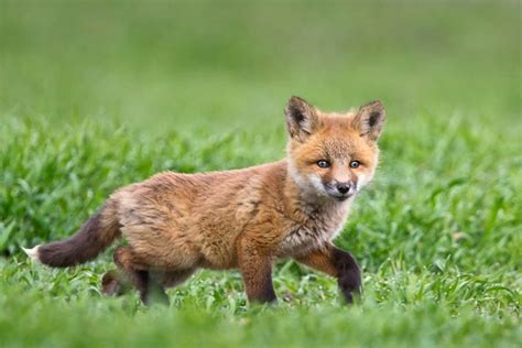 Red Fox Kit, Baby Fox Photography Print, Fox Images, Wildlife Photography, Fox Art, Nature ...