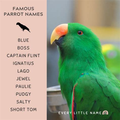 210+ Best Parrot Names (Cute, Funny, and Mac-awesome) - Every Little Name