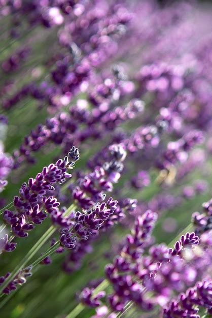 Premium Photo | Lavender flower field at sunset rays