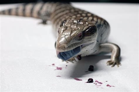 What Happens If My Dog Eats A Skink? Unveiling The Consequences