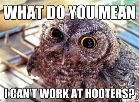 20 Hilariously Adorable Owl Memes