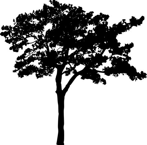 Free photo: Tree Silhouette - Black and white, Black-and-white, Branches - Free Download - Jooinn