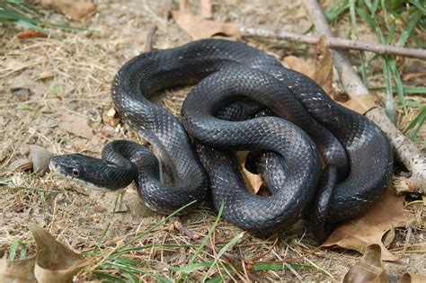 See A Snake Outdoors? NC Wildlife Commission Offers Advice - The Grey Area News