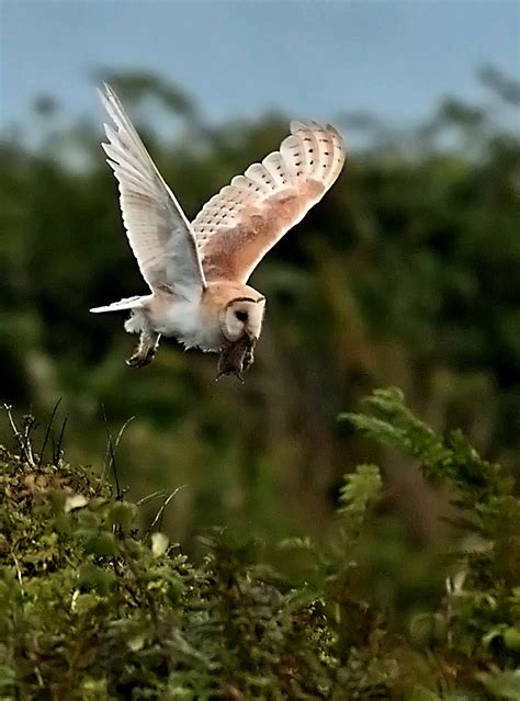 Alan James Photography : Barn owls with prey