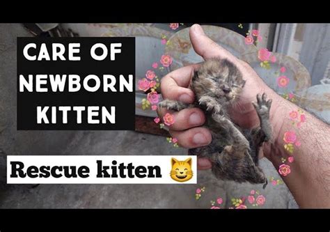 How to Care a newborn kitten – AceParents.com