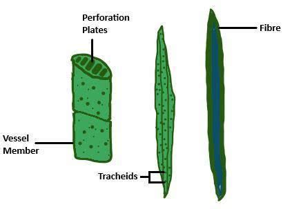 14 Major Difference Between Tracheids And Vessels (With Comparison Table) - AMERICAN GARDENER