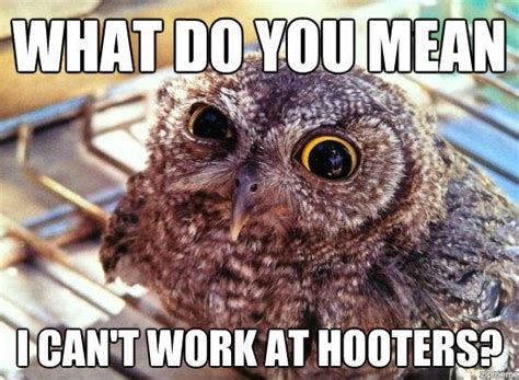 16 Funny Owl Memes - For Fum And Interesting Articles | Feafum