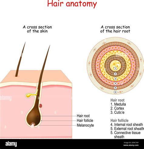 Top 100 image diagram of the hair follicle - Thptnganamst.edu.vn