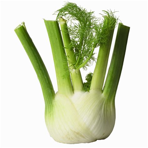 Fennel - Essential Oil Recipes