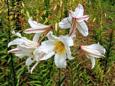 How to grow and care for lilies | lovethegarden