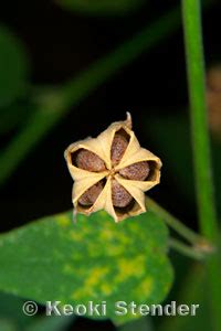 Hoary Abutilon, Ma'o, Abutilon incanum