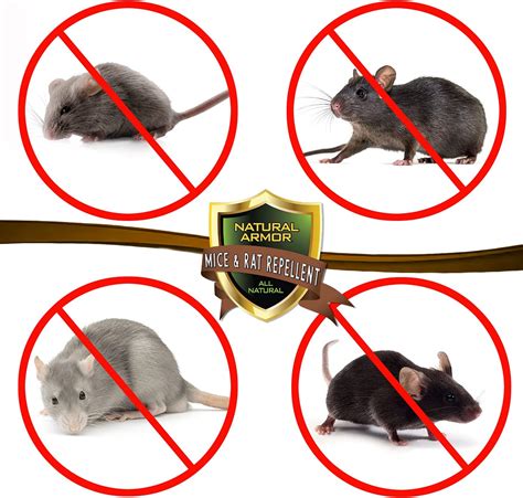 Best Outdoor Rat Repellent: A Rat Race to Keep Your Home Pest-Free