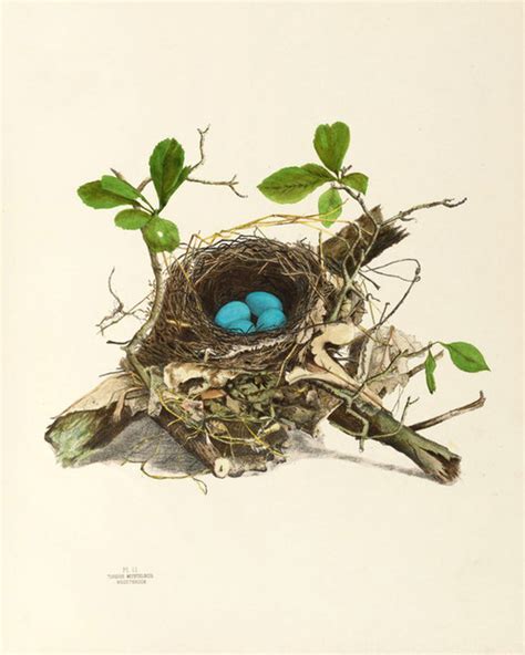 Art Prints of Wood Thrush Nest, Plate II, American Bird Nests