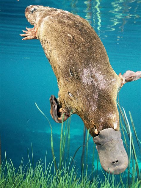 Pet Platypus