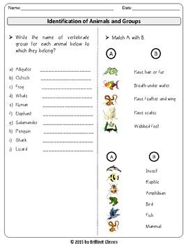 Animal Classification: Identification of Animals and Groups / Matching Activity