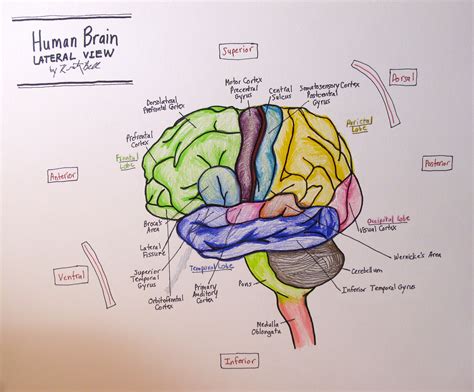 Lateral Human Brain: 4th Neuro Drawing | kristinbell.org