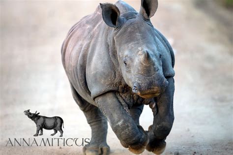 Confirmed: No Rhino Horn Trade Proposal from South Africa at CITES ...