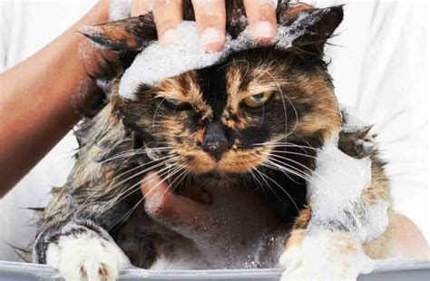 6 Best Flea Shampoos for Cats in 2024 [Detailed Reviews]