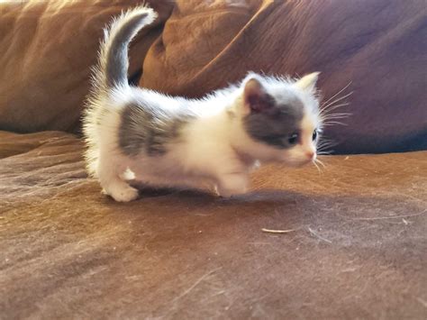 Munchkin Cats For Sale | Hobbs, NM #315337 | Petzlover