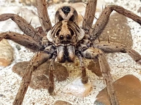 Big Wolf spider in Australia : spiders