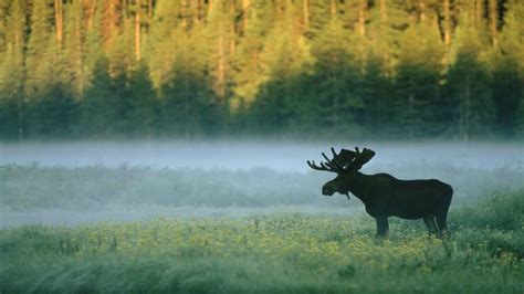 Black moose, forest, moose, nature, animals HD wallpaper | Wallpaper Flare