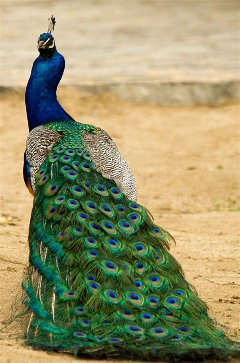 15 Birds With Spectacularly Fancy Tail Feathers | Bird species, Animals beautiful, Peacock