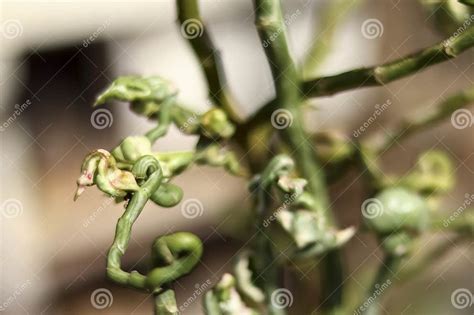 Closeup Shot of One of the Very Beautiful Types of Daun Patah Tulang Stock Image - Image of ...