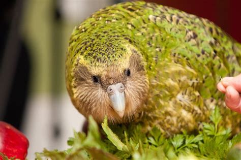 59 best Kakapo images on Pinterest | Kakapo parrot, Flightless parrot and Parakeets