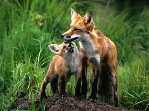 Mom and baby foxes - Fox Photo (24577048) - Fanpop