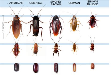 5 Signs You Have a Cockroach Infestation | by John white | Medium