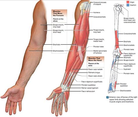 Muscle Anatomy - Skeletal Muscles - Groin Muscles - Calf Muscles