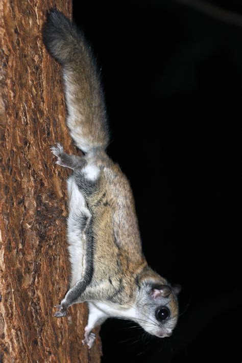 Northern Flying Squirrel (Glaucomys sabrinus)