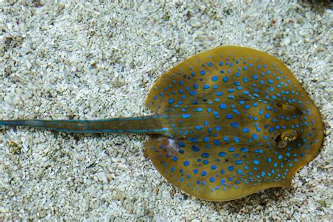 9 Stingray Facts You Need to Know