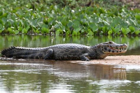 15 Jaw-Dropping Caiman Facts - Fact Animal