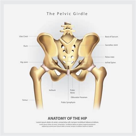 The Pelvic Girdle of Human Hip Bone Anatomy Vector Illustration 538244 Vector Art at Vecteezy