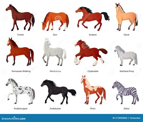 Horses Breeds. Horse Farm Breeding For Horseback Riding, Different Breed Thoroughbred Clydesdale ...