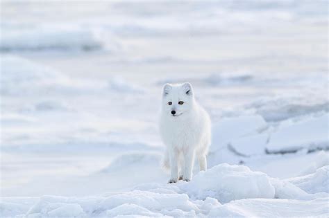 Dwindling sea ice linked to decline of Arctic foxes in Canada’s Hudson Bay - Carbon Brief