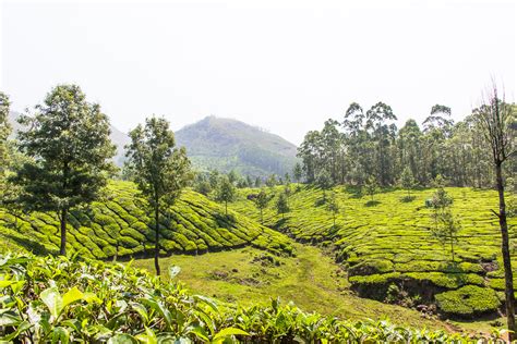 Go Trekking in Munnar - One of India's Most Beautiful Hill Stations - Omnivagant