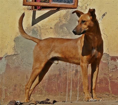 Africanis Dog Breed Information, Images, Characteristics, Health